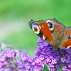 Peacock Butterfly / Tagpfauenauge