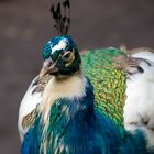 peacock close