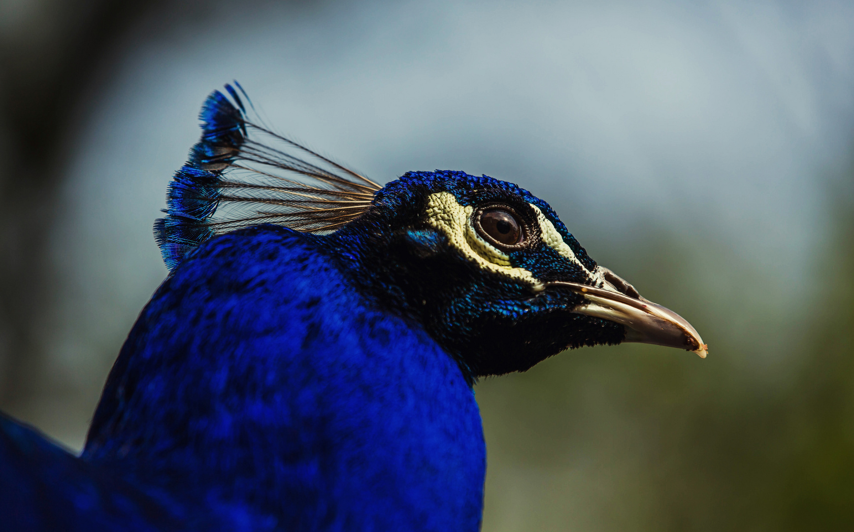 peacock close-up