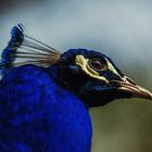 peacock close-up