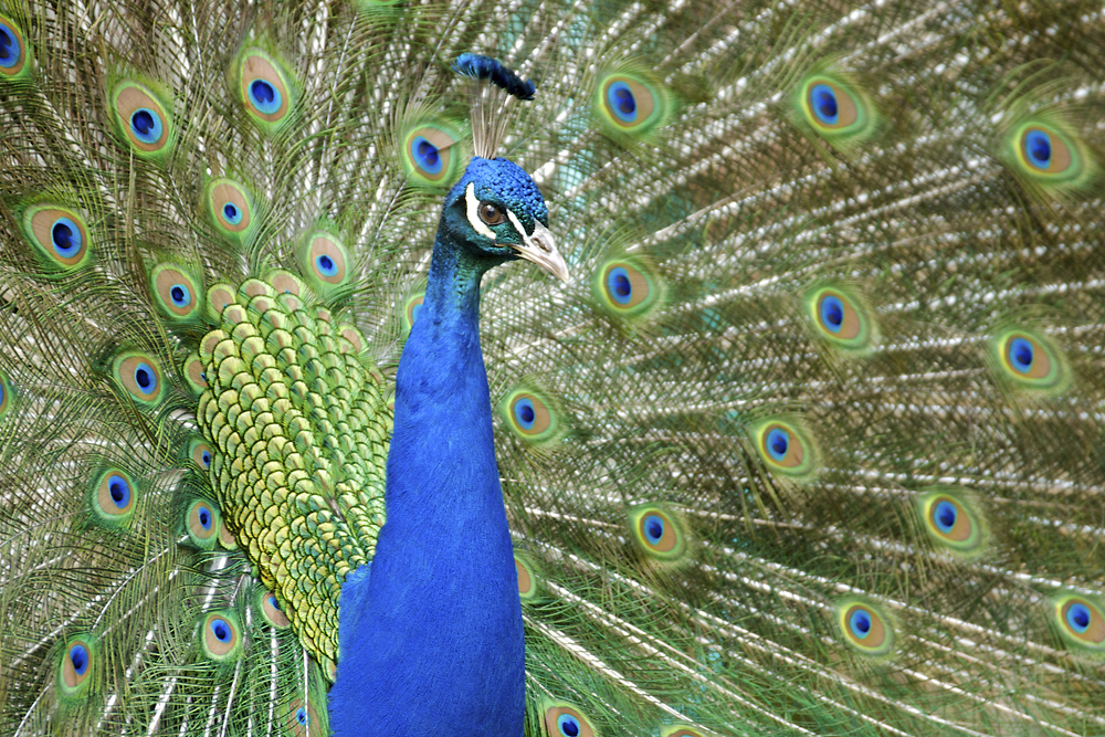 peacock