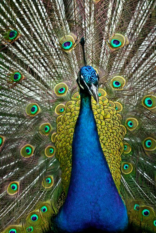 . : Peacock : .