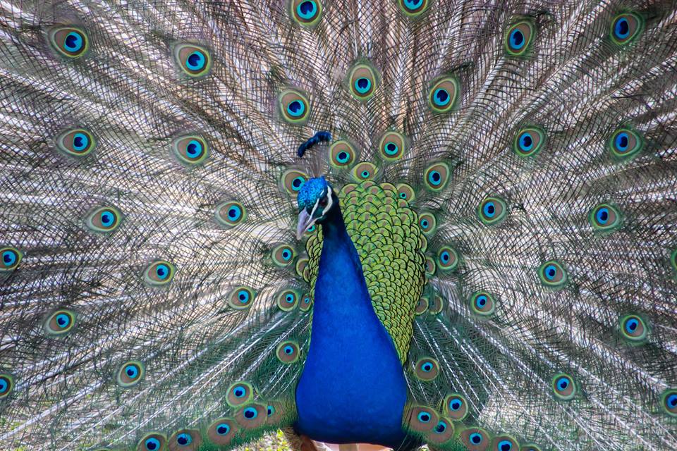 Peacock