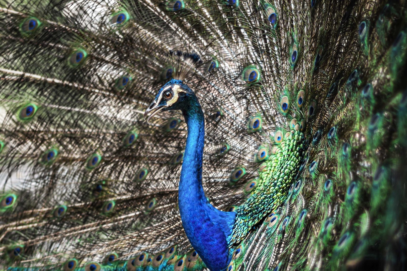 Peacock Dance