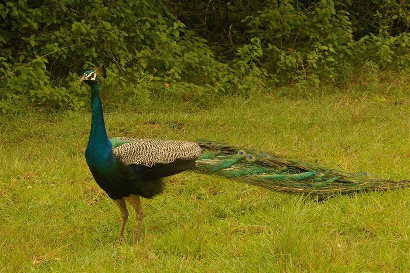 PEACOCK