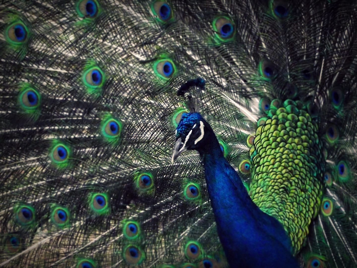 peacock