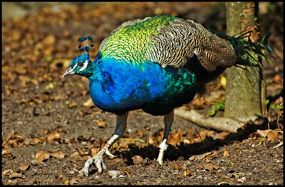 Peacock - eitler Geck