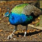 Peacock - eitler Geck