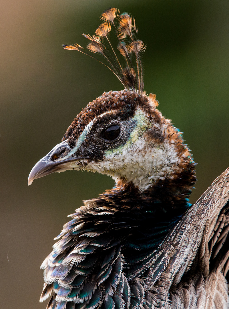 Peacock 