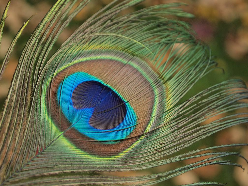 Peacock feather