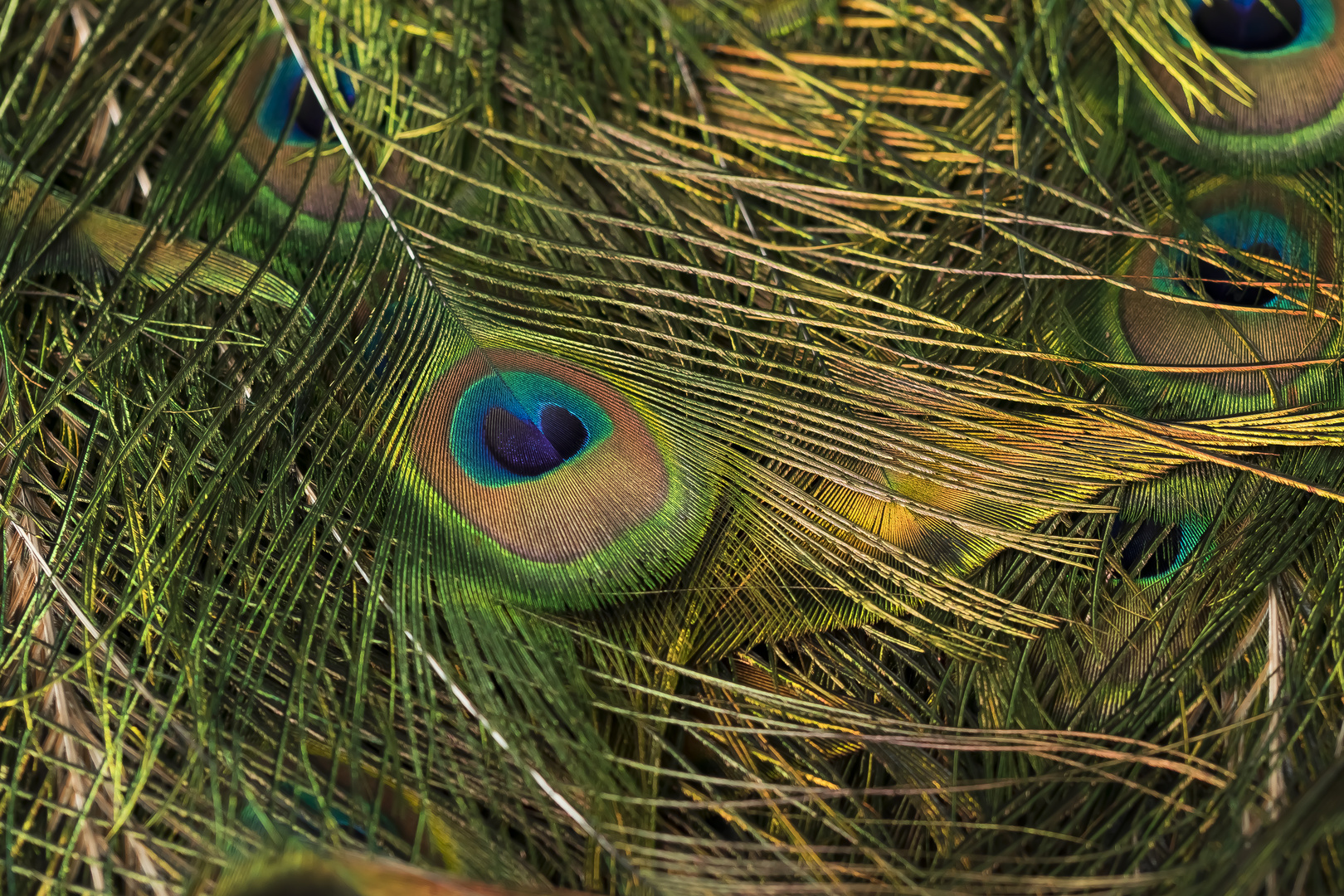 Peacock Feather