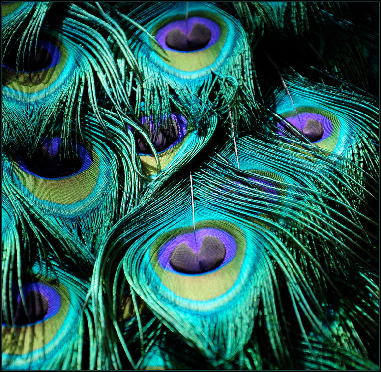 Peacock Feathers