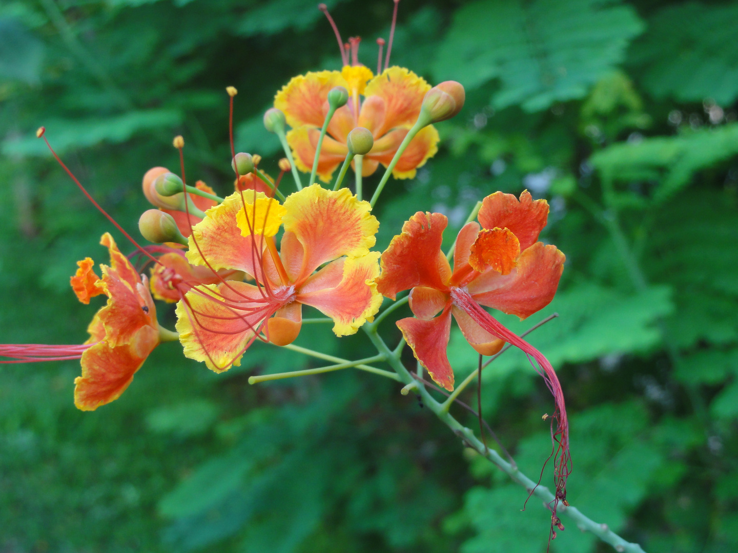 Peacock Flower