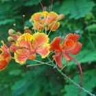 Peacock Flower