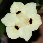 Peacock Flower