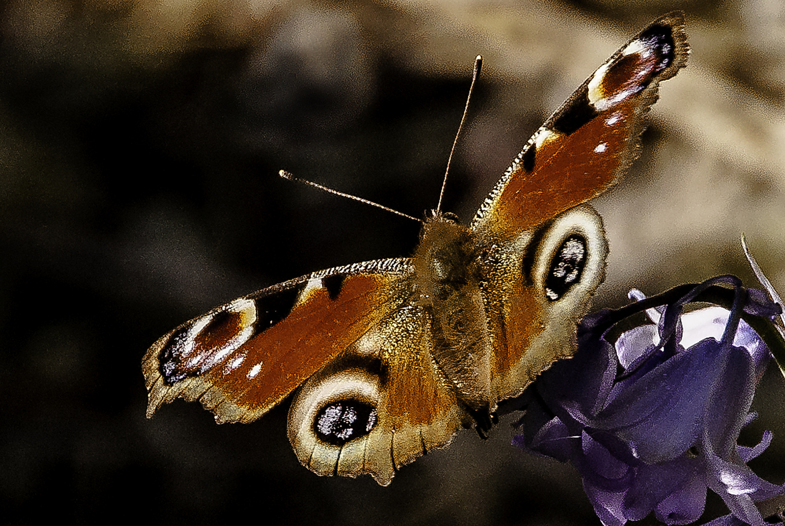 Peacock in flight 2024