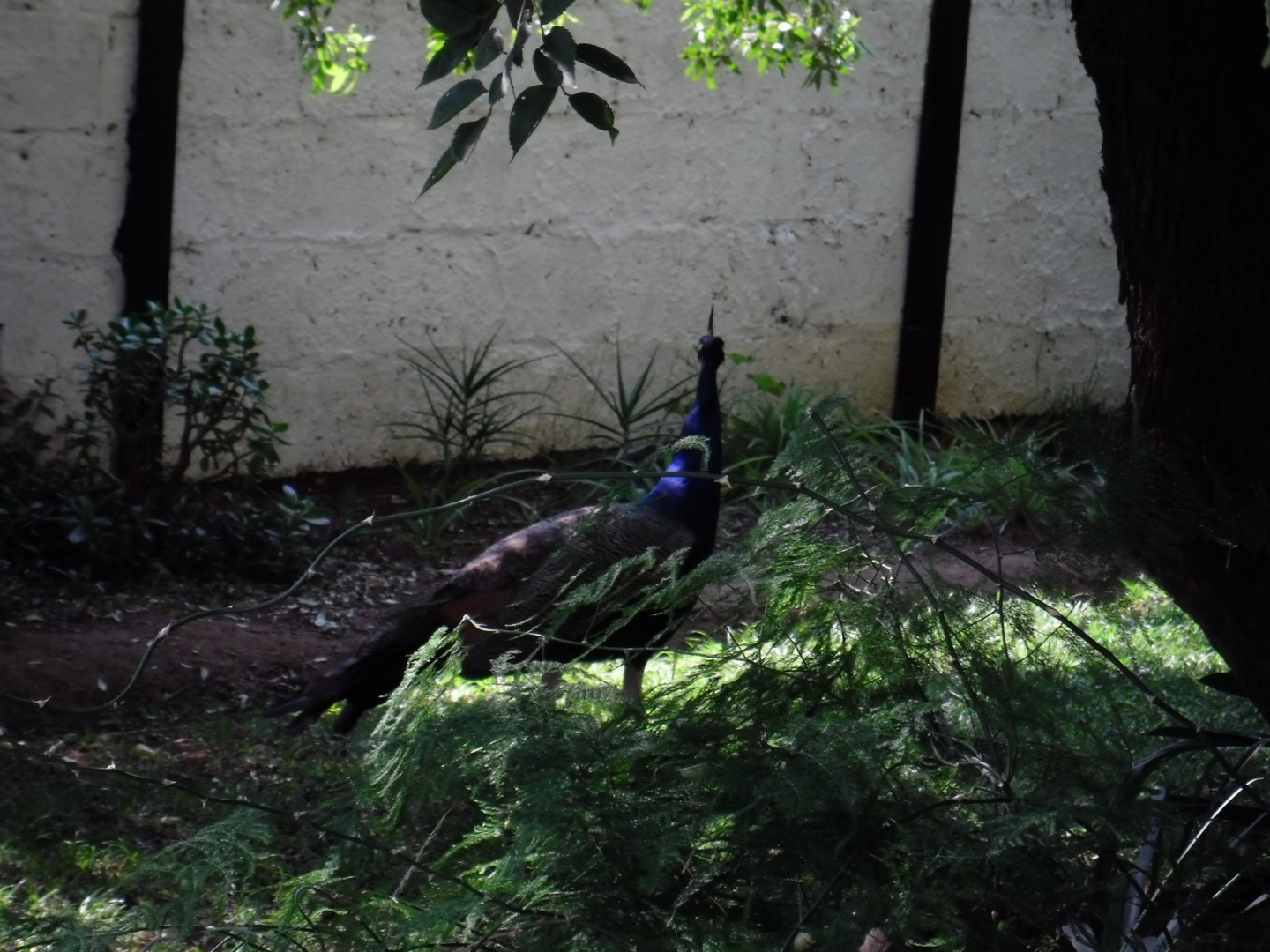 Peacock in my garden.