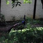 Peacock in my garden.