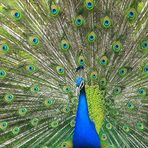 Peacock in Prague garden