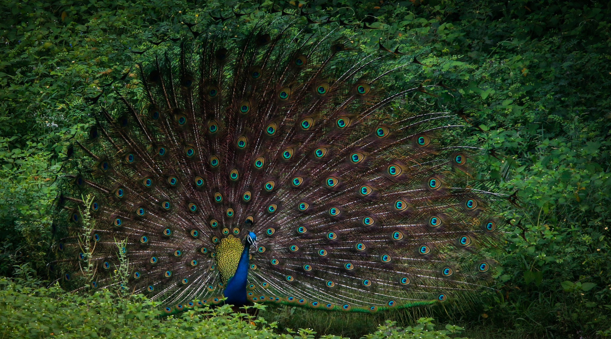 Peacock in the woods