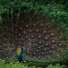 Peacock in the woods