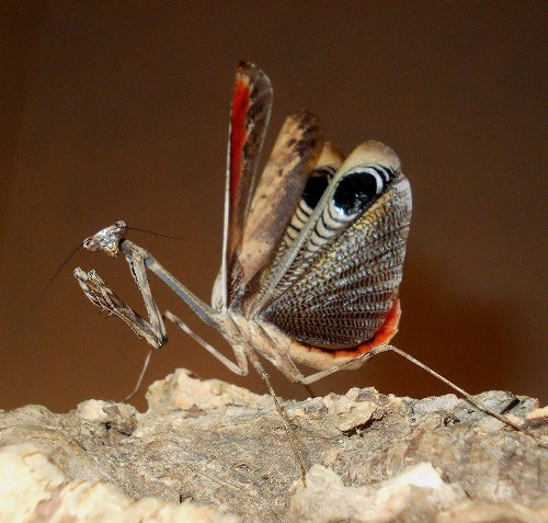 peacock mantis male threat display