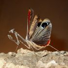 peacock mantis male threat display