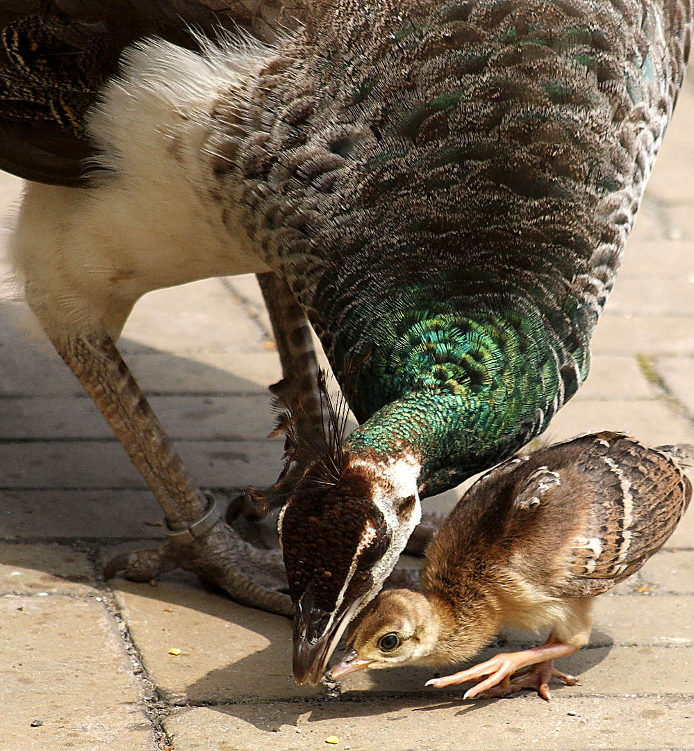 peacock mother with young