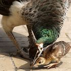 peacock mother with young