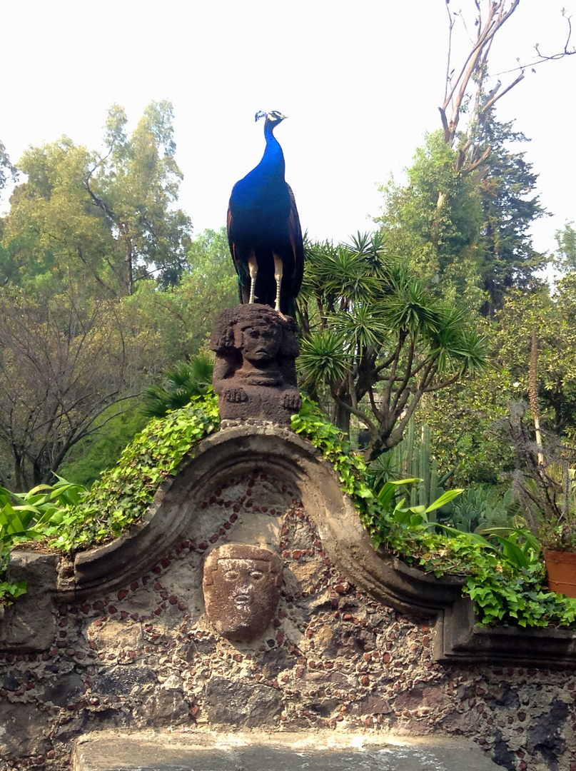 Peacock on ancient sculpture in Museo Dolores Olmedo, Mexico City