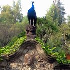 Peacock on ancient sculpture in Museo Dolores Olmedo, Mexico City