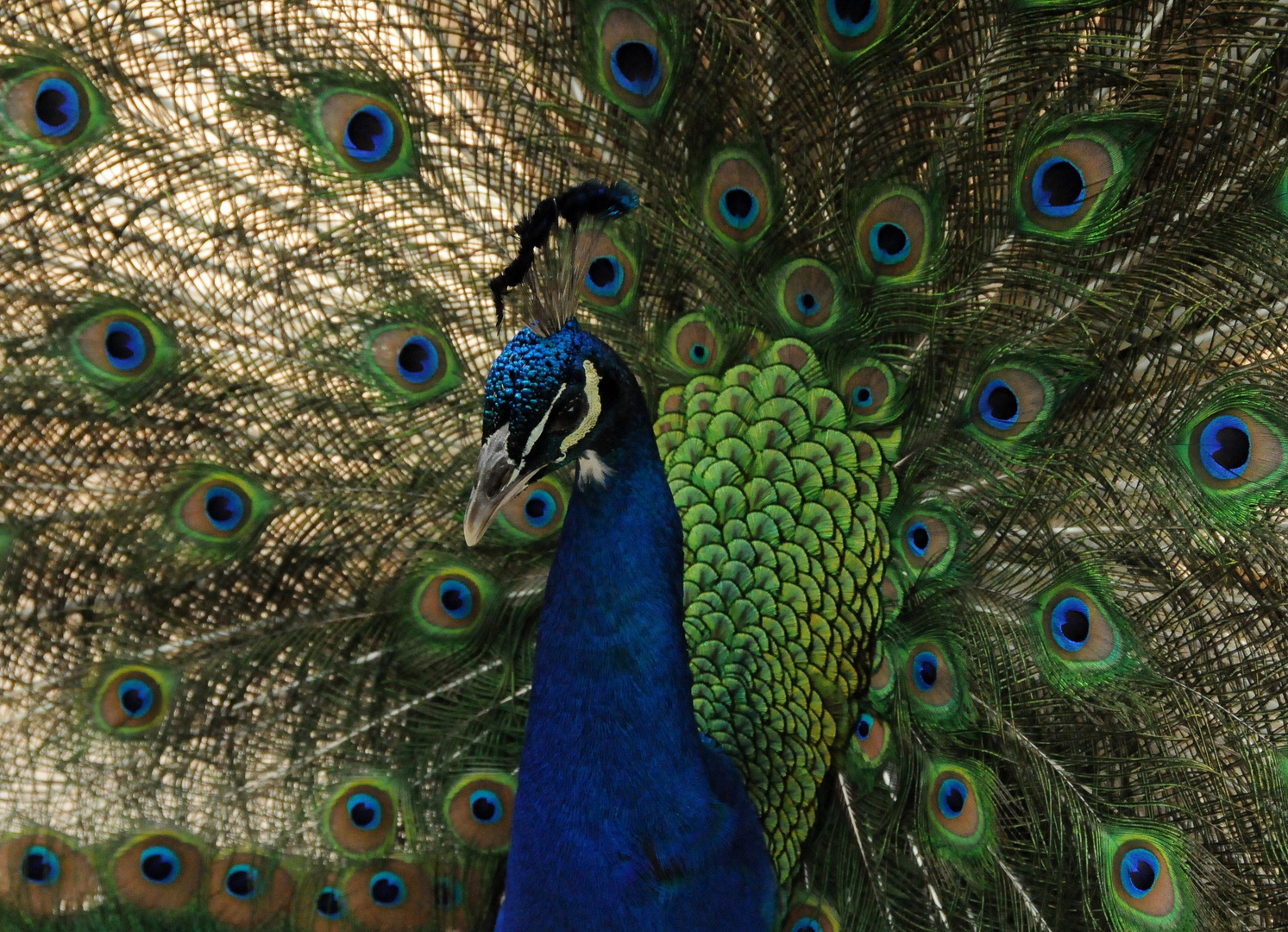 Peacock - Pfau