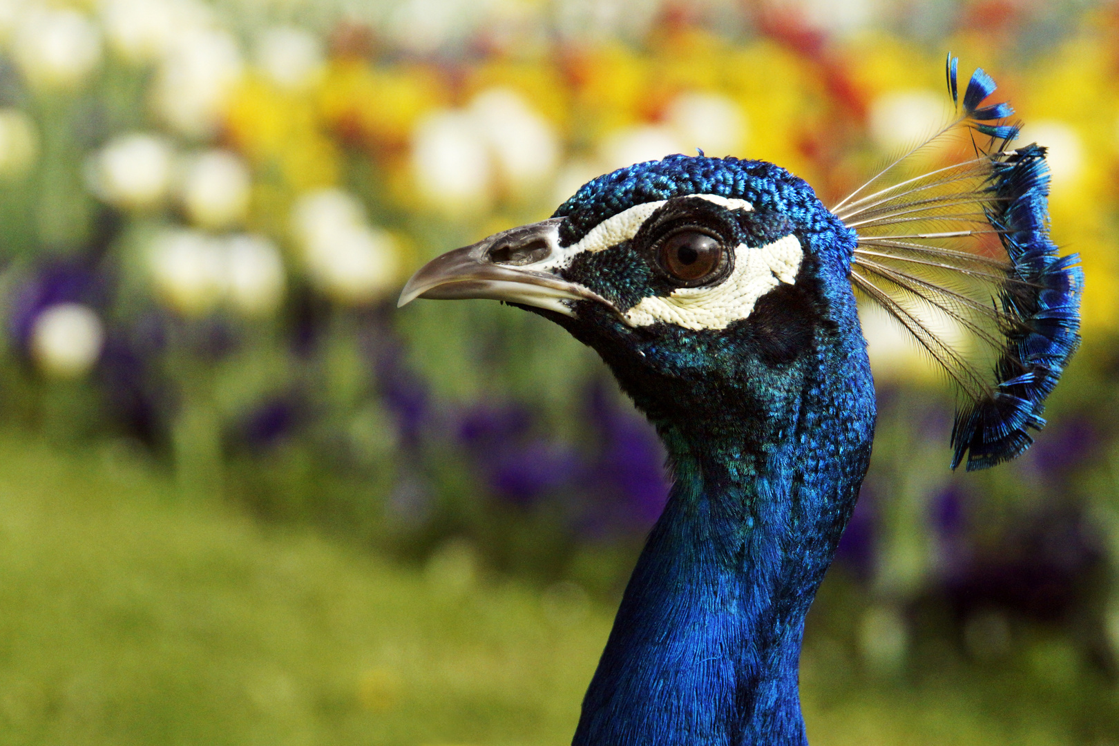 Peacock Portrait