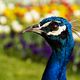 Peacock Portrait