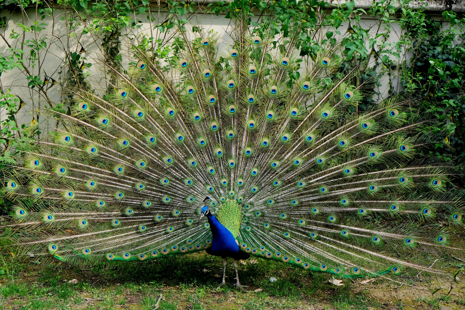 PEACOCK POSING FOR ME