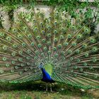 PEACOCK POSING FOR ME