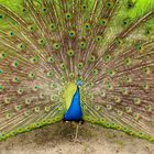 peacock shows its feathers