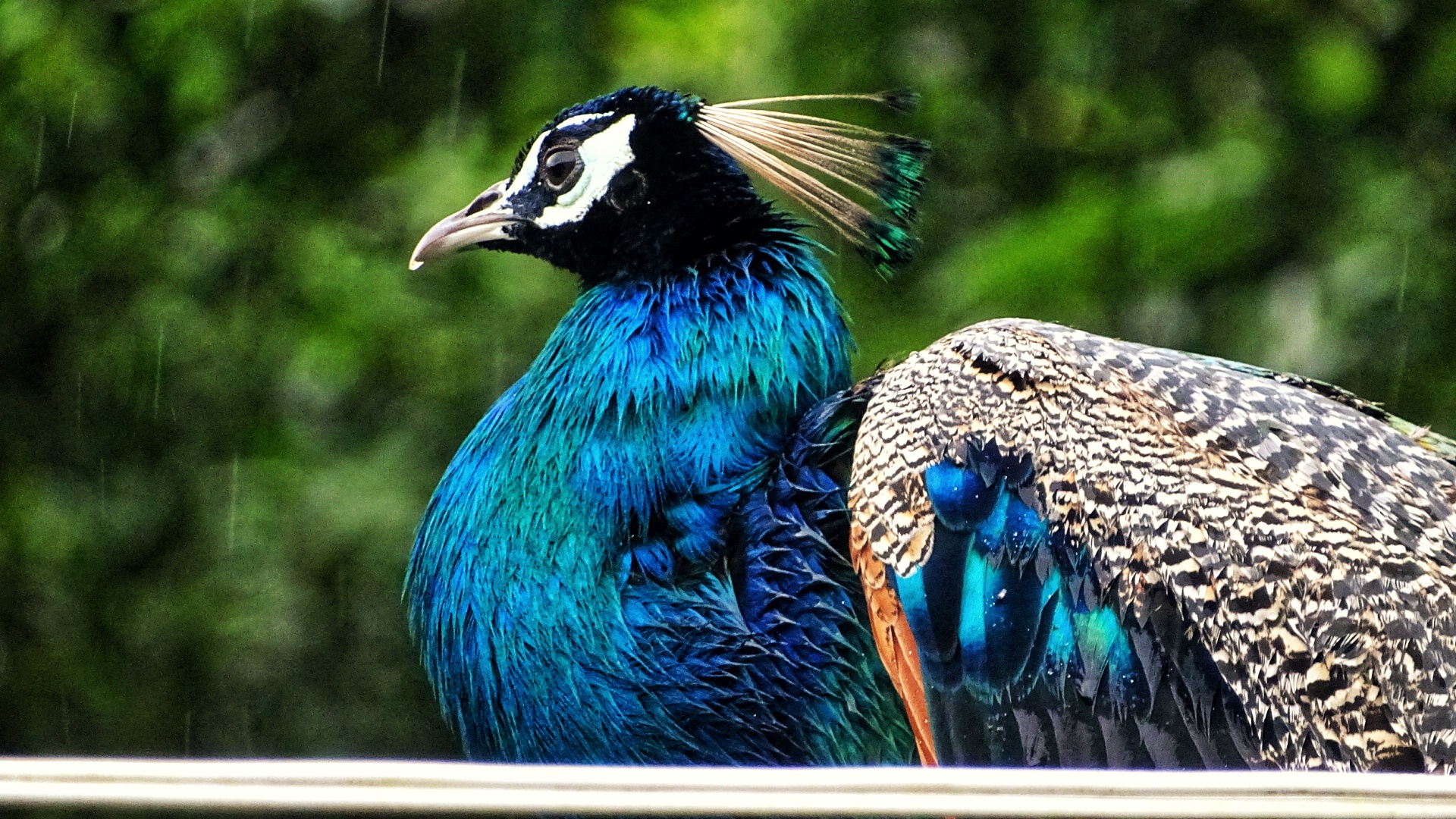 Peacock @Tea Estate