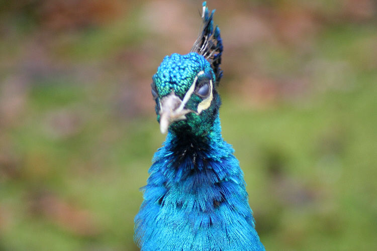 Peacock with attitude