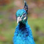 Peacock with attitude