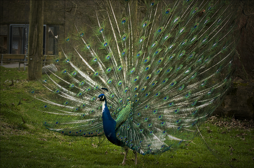 Peacock with Fan