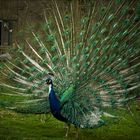 Peacock with Fan