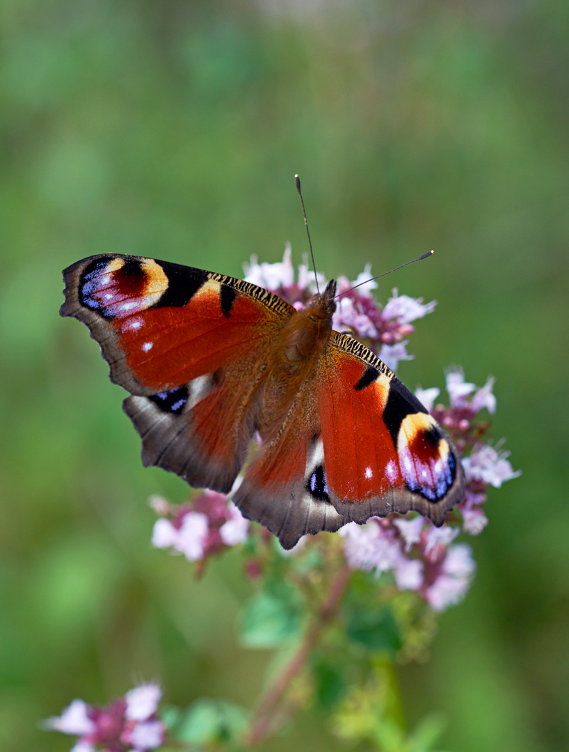 Peacockbutterfly on Thyme