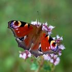 Peacockbutterfly on Thyme