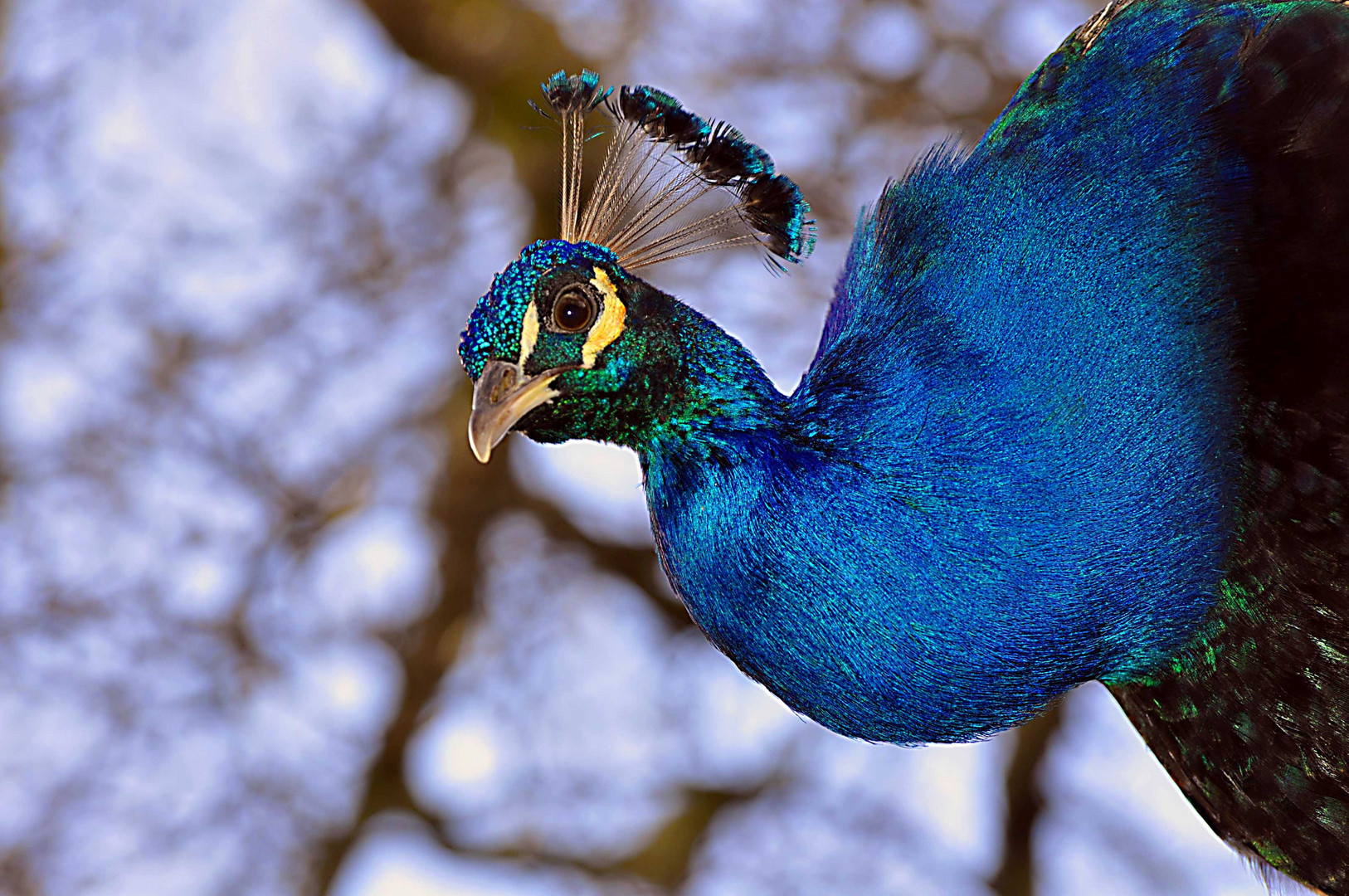 peacockportrait