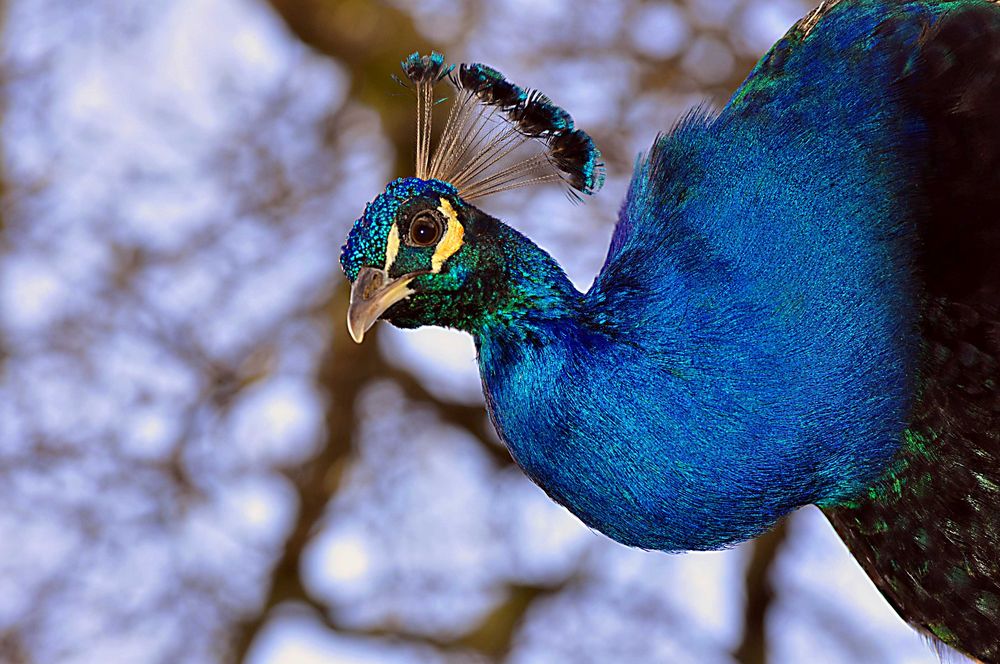 peacockportrait