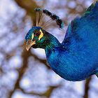 peacockportrait