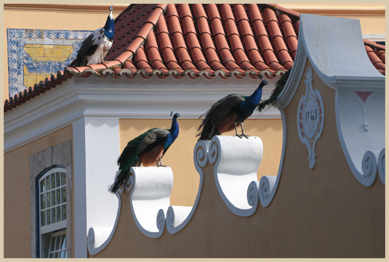 peacocks at the castle