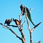 Peacocks SriLanka