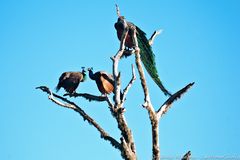 Peacocks SriLanka